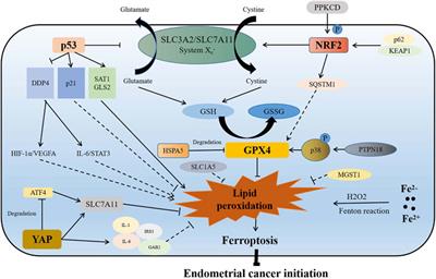 Ferroptosis: Opportunities and Challenges in Treating Endometrial Cancer